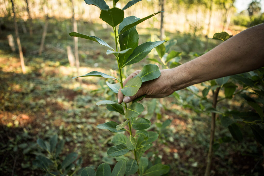 Educación en movimiento. MU en Misiones: la experiencia del Movimiento Pedagógico de Liberación