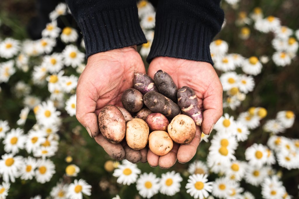 Capítulo IV: Agroecología en el principio del mundo