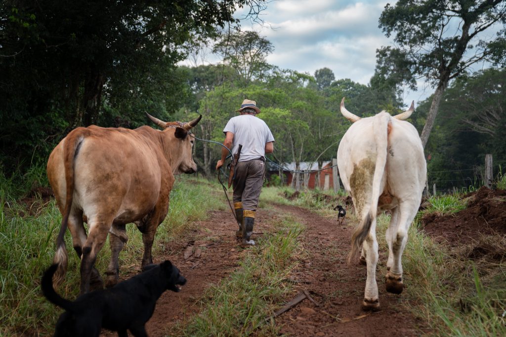 Desde Misiones: alerta verde y la desregulación de la realidad