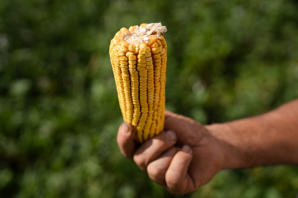 El libro de la selva: agroecología en Misiones